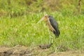 Rare female Lesser adjutant stork