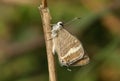 A rare female Long-tailed Blue Butterfly, Lampides boeticus, resting on a grass stem. Royalty Free Stock Photo