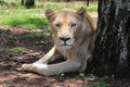 Rare Female White Lioness, South Africa