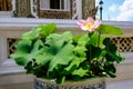 Lotus In a Big Pot, The Rare Few Green In The Grand Palace, Bangkok, Thailand