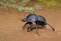 Flightless dung beetle - South Africa Royalty Free Stock Photo