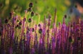 Rare flower Broadleaf Wild Leek or Alium Ampeloprasum in sunny garden