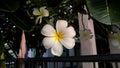 Rare flowers Graveyard Tree has six petals. Royalty Free Stock Photo