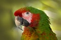 Rare form Ara macao x Ara ambigua, in tropical forest, Costa Rica. Red hybrid parrot in forest. Macaw parrot in dark green Royalty Free Stock Photo