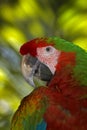 Rare form Ara macao x Ara ambigua, in tropical forest, Costa Rica. Red hybrid parrot in forest. Macaw parrot in dark green Royalty Free Stock Photo