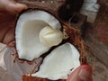 Rare found coconut flower inside shell.