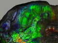 Rare Gemstone Ammolite, Fossil Ammonite, Canada