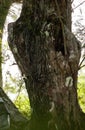 Rare giant ghost orchid Dendrophylax lindenii grows high up on a cypress tree