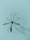 Rare giant tropic Mosquitos