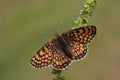 A rare Glanville Fritillary Butterfly Melitaea cinxia found on mainland Britain.