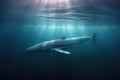 a rare glimpse of an antarctic minke whale