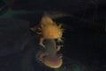 Rare Golden Axolotl Royalty Free Stock Photo