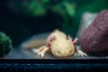 Rare Golden Mexican Axolotl in Water Royalty Free Stock Photo