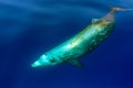 Rare Goose Beaked whale dolphin Ziphius cavirostris underwater