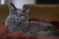 Rare gray Nebelung cat looks dreamy and slumbering with its green eyes