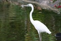 Great White Heron Ardea herodias Royalty Free Stock Photo