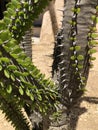 Rare Green Cactus Succulent Spiky Plant with Thorns