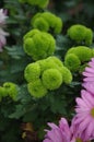 The rare green chrysanthemum