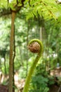 rare green flowers that are very charming in the forest