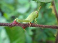 A rare green grasshopper sits on a blackberry branch with thorns