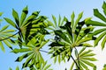 Rare green leaves of manihot palmata