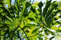 Rare green leaves of manihot palmata