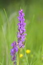 The rare Green-winged Orchid, Orchis morio Royalty Free Stock Photo