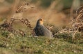 A rare Grey Partridge, Perdix perdix, in the moors of Durham, UK.