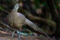 Rare Grey Peacock Pheasan Royalty Free Stock Photo