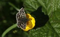 A pretty Grizzled Skipper Butterfly Pyrgus malvae nectaring on a buttercup flower. Royalty Free Stock Photo