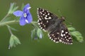 A rare Grizzled Skipper Butterfly (Pyrgus malvae) perched on the Common Field-speedwell (Veronica persica,).