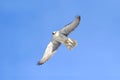 Rare (Gyrfalcon Falco rusticolus) Royalty Free Stock Photo