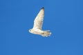 Rare (Gyrfalcon Falco rusticolus) Royalty Free Stock Photo