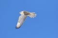 Rare (Gyrfalcon Falco rusticolus) Royalty Free Stock Photo