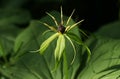A rare Herb Paris flowering plant, Paris quadrifolia, growing in woodland in the UK.