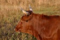 Pineywoods Cattle Red Heifer Royalty Free Stock Photo