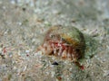 Rare hermit crab with anemone inside shell