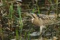 A rare hunting Bittern, Botaurus stellaris, searching for food in a reedbed at the edge of a lake. Royalty Free Stock Photo