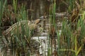 A rare hunting Bittern, Botaurus stellaris, searching for food in a reedbed at the edge of a lake. Royalty Free Stock Photo