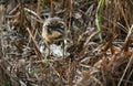 A rare hunting Bittern, Botaurus stellaris, searching for food in a reedbed at the edge of a lake. Royalty Free Stock Photo