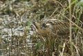 A rare hunting Bittern, Botaurus stellaris, searching for food in a reedbed at the edge of a lake. Royalty Free Stock Photo