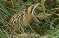 A rare hunting Bittern, Botaurus stellaris, searching for food in a reedbed at the edge of a lake. Royalty Free Stock Photo