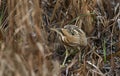 A rare hunting Bittern, Botaurus stellaris, searching for food in a reedbed at the edge of a lake in he pouring rain in winter. Royalty Free Stock Photo