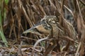 A rare hunting Bittern, Botaurus stellaris, searching for food in a reedbed at the edge of a lake in he pouring rain in winter. Royalty Free Stock Photo