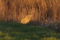 A rare hunting Bittern, Botaurus stellaris, standing at the edge of reeds growing at the side of a stream in the evening golden ho Royalty Free Stock Photo