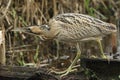 A rare hunting Bittern, Botaurus stellaris, walking across a dead tree trunk in the water to another part of the reedbed growing a Royalty Free Stock Photo