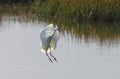 Hybrid Tricoloured Heron x Snowy Egret 02 Royalty Free Stock Photo