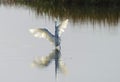 Hybrid Tricoloured Heron x Snowy Egret 03 Royalty Free Stock Photo