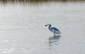 Hybrid Tricoloured Heron x Snowy Egret Catching a Fish 09