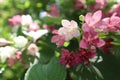 Rare hydrangea. Inflorescence of purple, bright and pale pink flowers